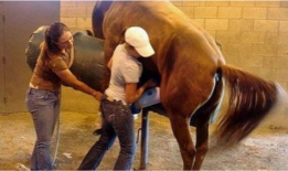 马配马视频,一场跨越时空的浪漫邂逅